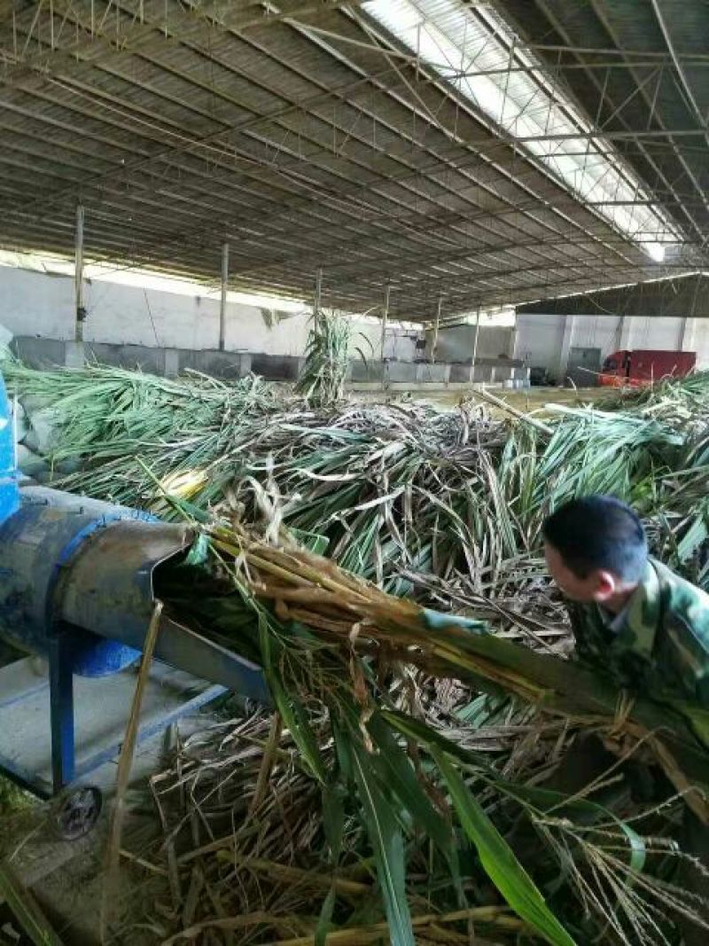 巴马香猪母