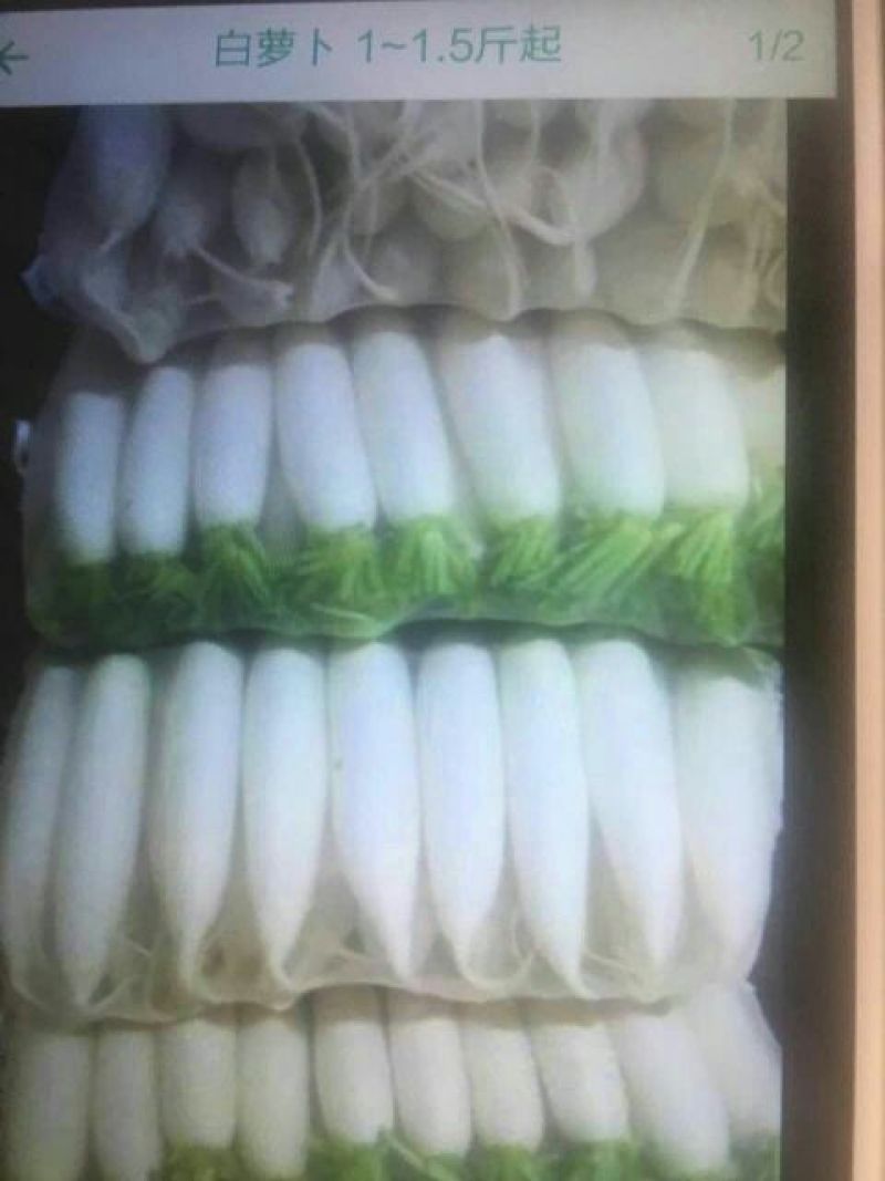 白萝卜1~1.5斤起
