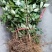 花椒苗大红袍花椒种植基地