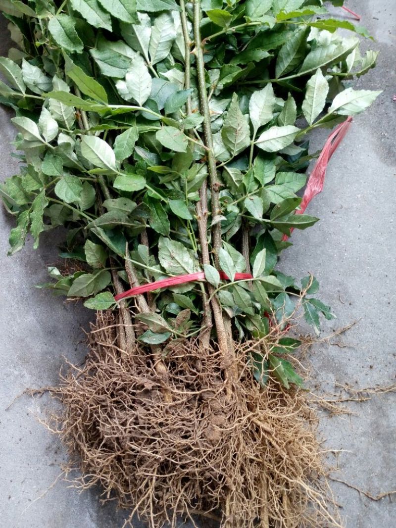 花椒苗大红袍花椒种植基地