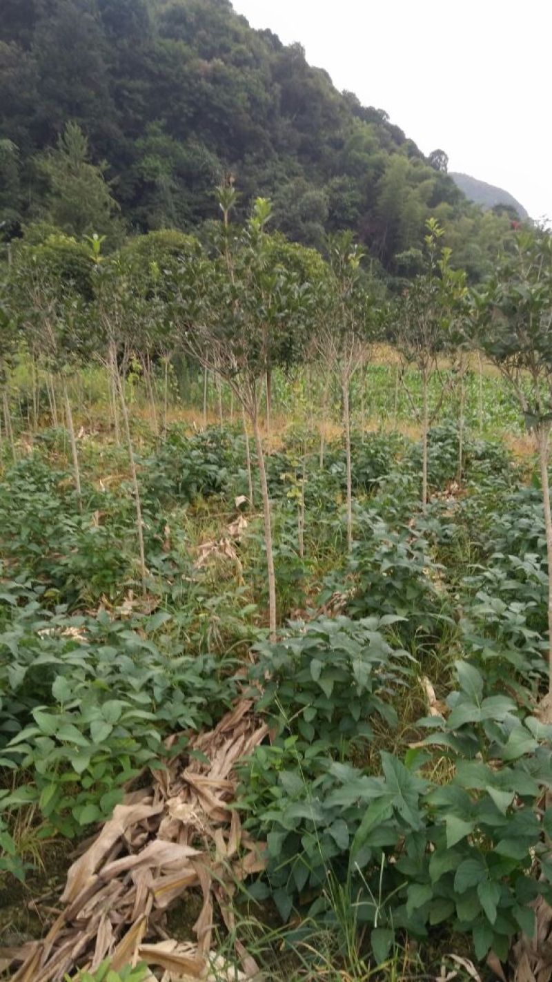 桂花苗120cm以上