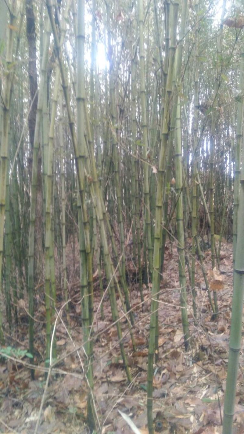 绿竹5~6m