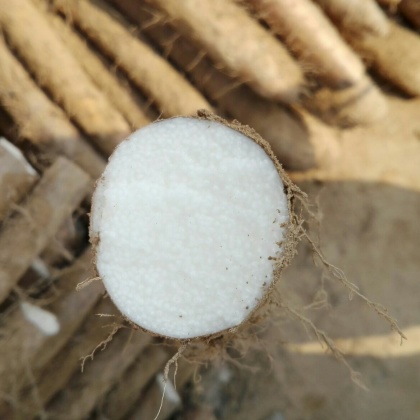 白玉山药山东菏泽牡丹区_批发_供应-一亩田农