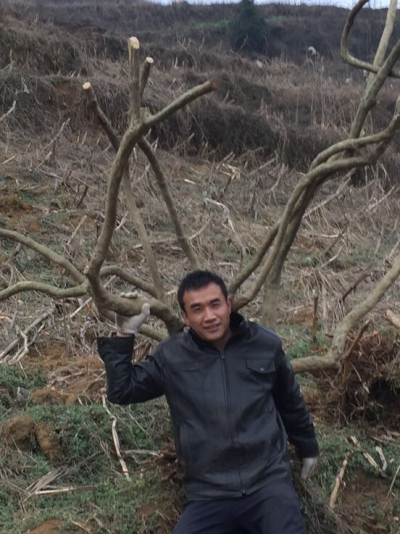 高山杜鹃