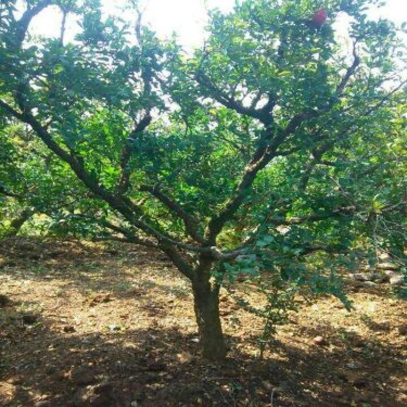 石榴苗地经3-4公分，花石榴基地直销，
