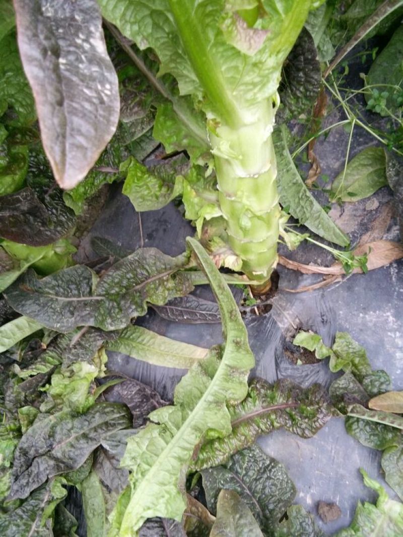 莴苣1~1.5斤40~50cm