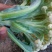 白花菜散装