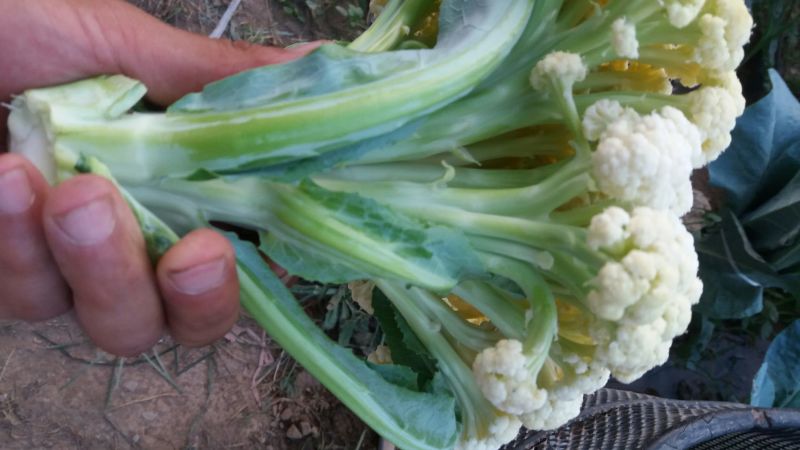 白花菜散装