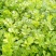 法国皇后芹菜45cm以上