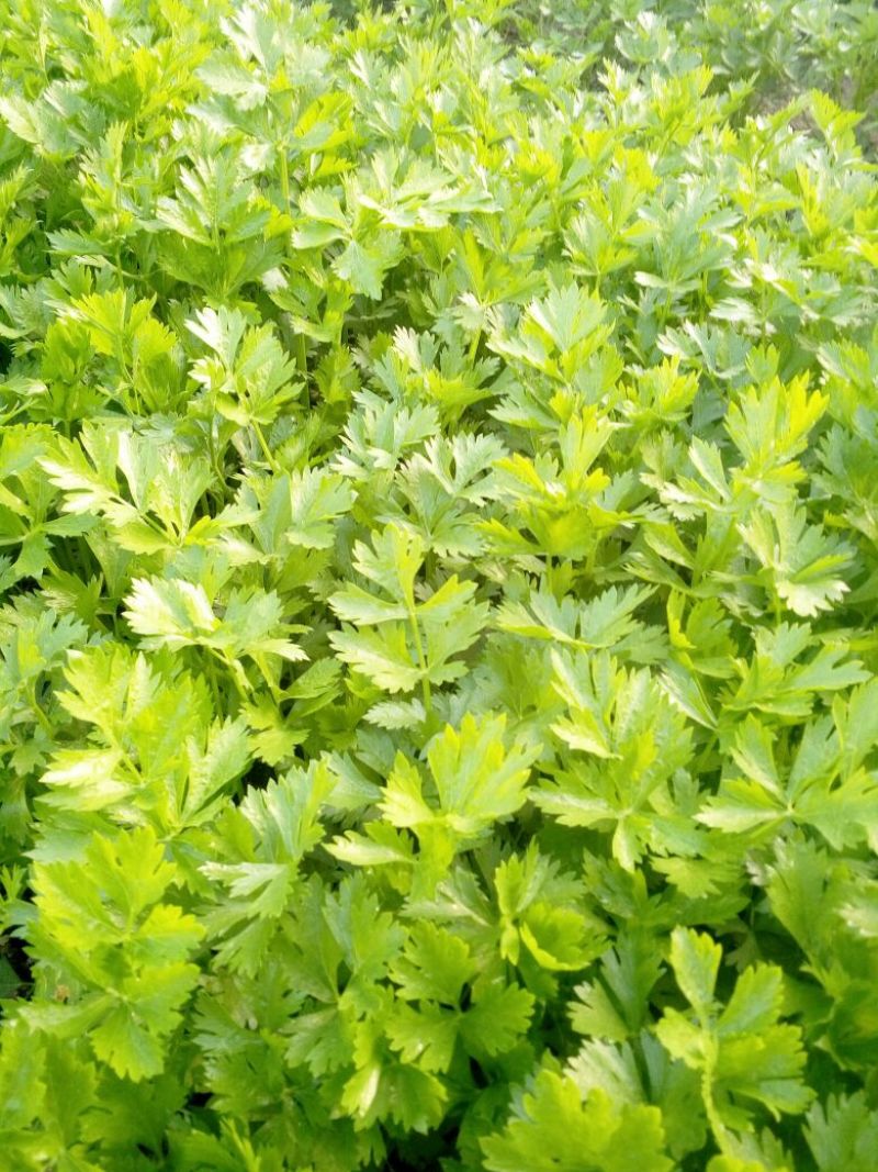 法国皇后芹菜45cm以上