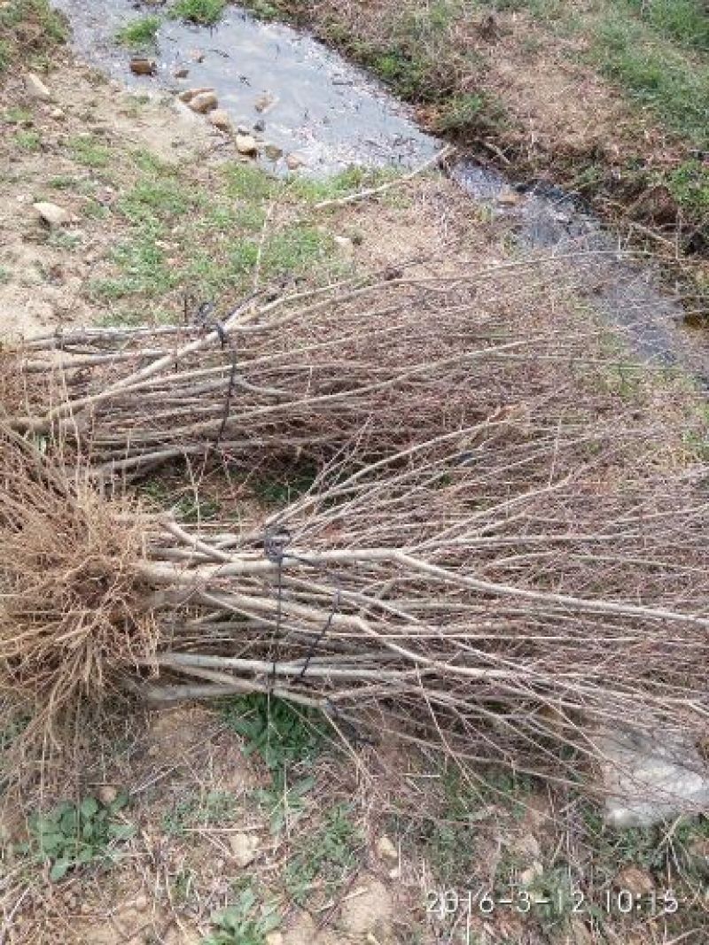 红石榴苗60~70cm