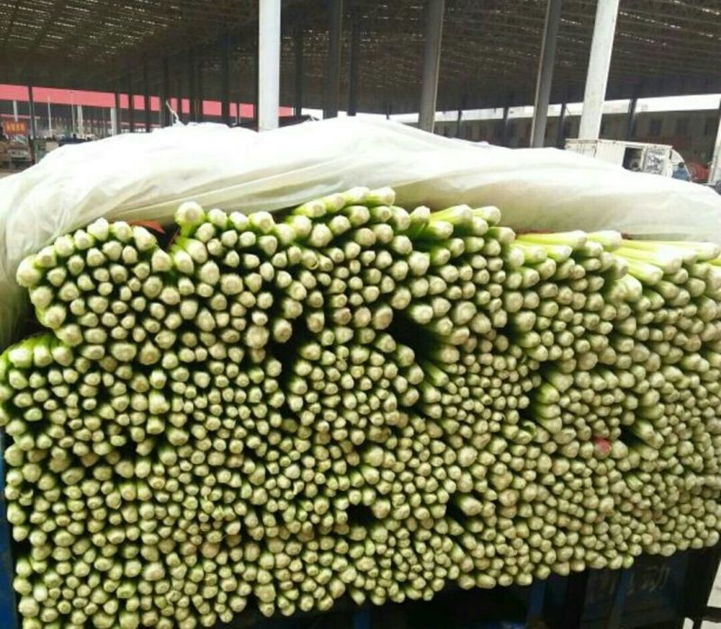 芹菜60cm以上四季有货产地供应包装齐全