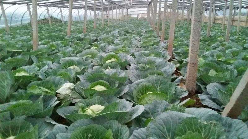 绿甘蓝1~2公斤本地长年供应各种蔬菜