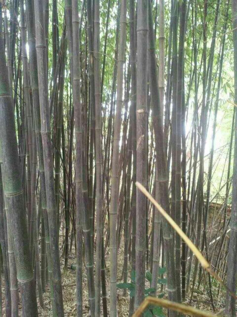 紫竹2~3m