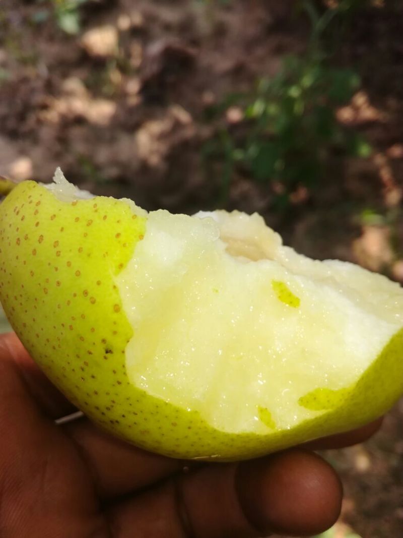 美人酥膜袋