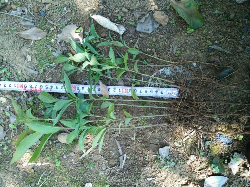 金丝楠木苗楠木苗绿化苗木产地直发一手货源
