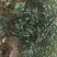 红罗宾4~6cm4~6cm1.5~2米