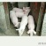 山东优质仔猪大量供应，品种齐全，保证健康。