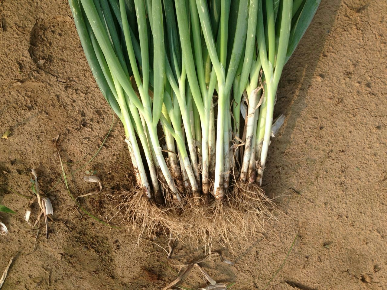 山东潍坊市坊子区葱苗 40cm批发_宗伟供应_一