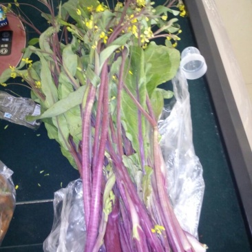 红菜苔10~15厘米
