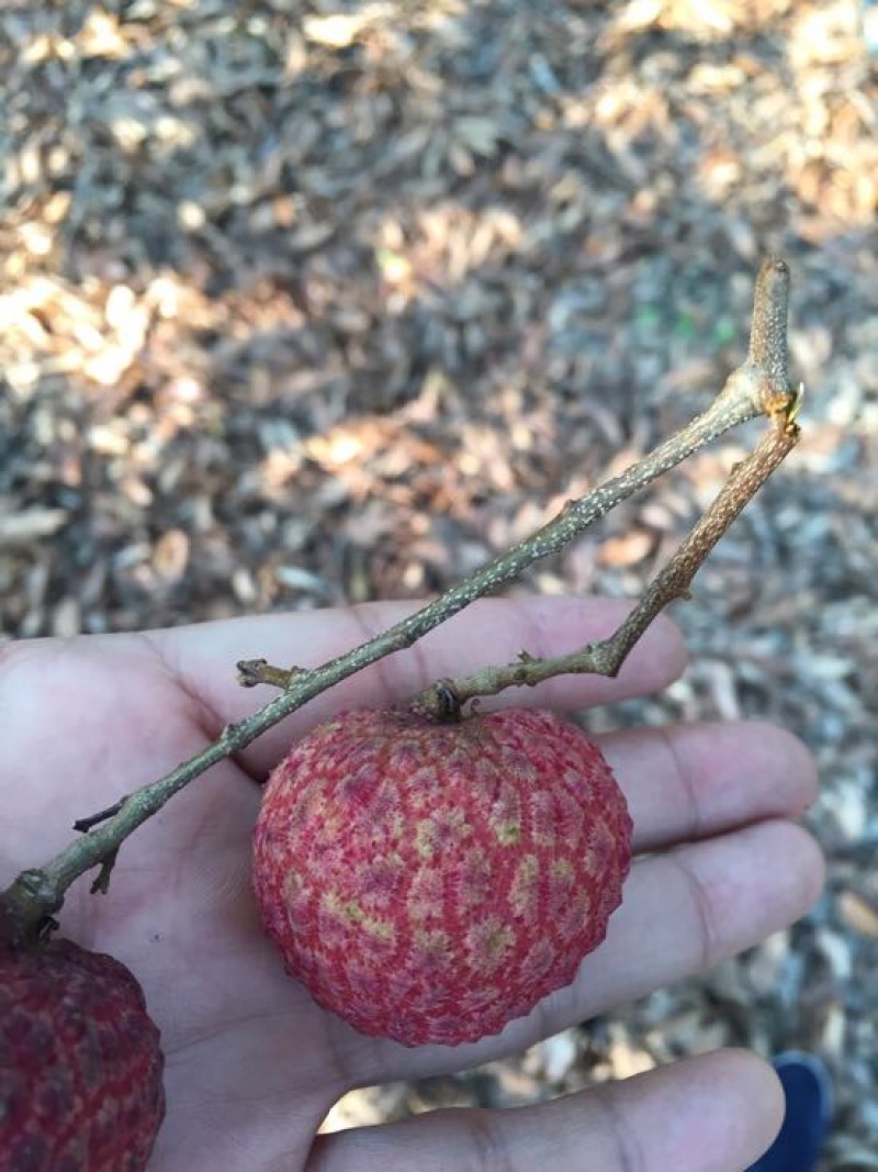 糯米糍荔枝