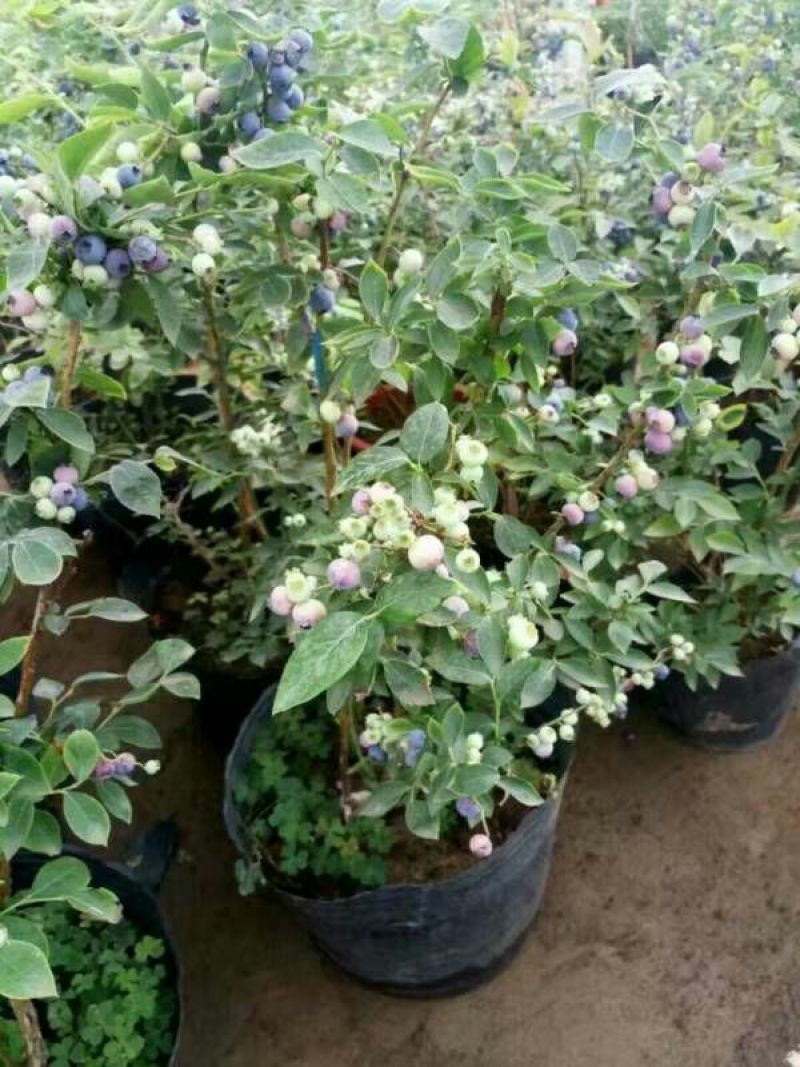 宿迁沭阳蓝莓苗30~50cm1~2年基地直供保质保量