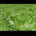 牧草
