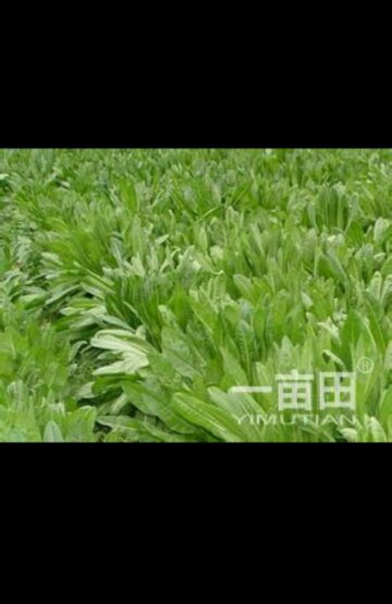 牧草