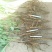 白芍种苗生茬地一公分以上的成活率高包技术！