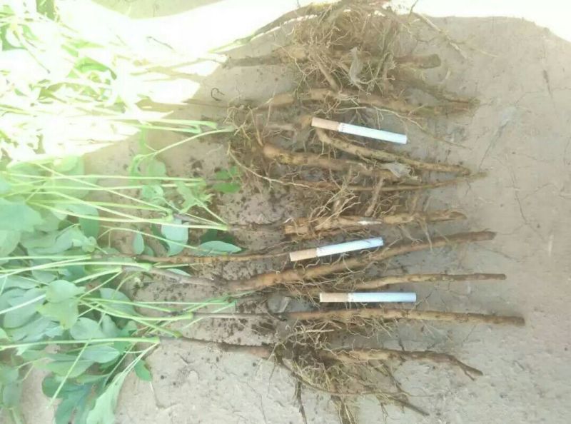 白芍种苗生茬地一公分以上的成活率高包技术！