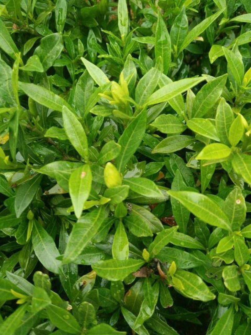 小叶栀子苗10~20cm20~30cm