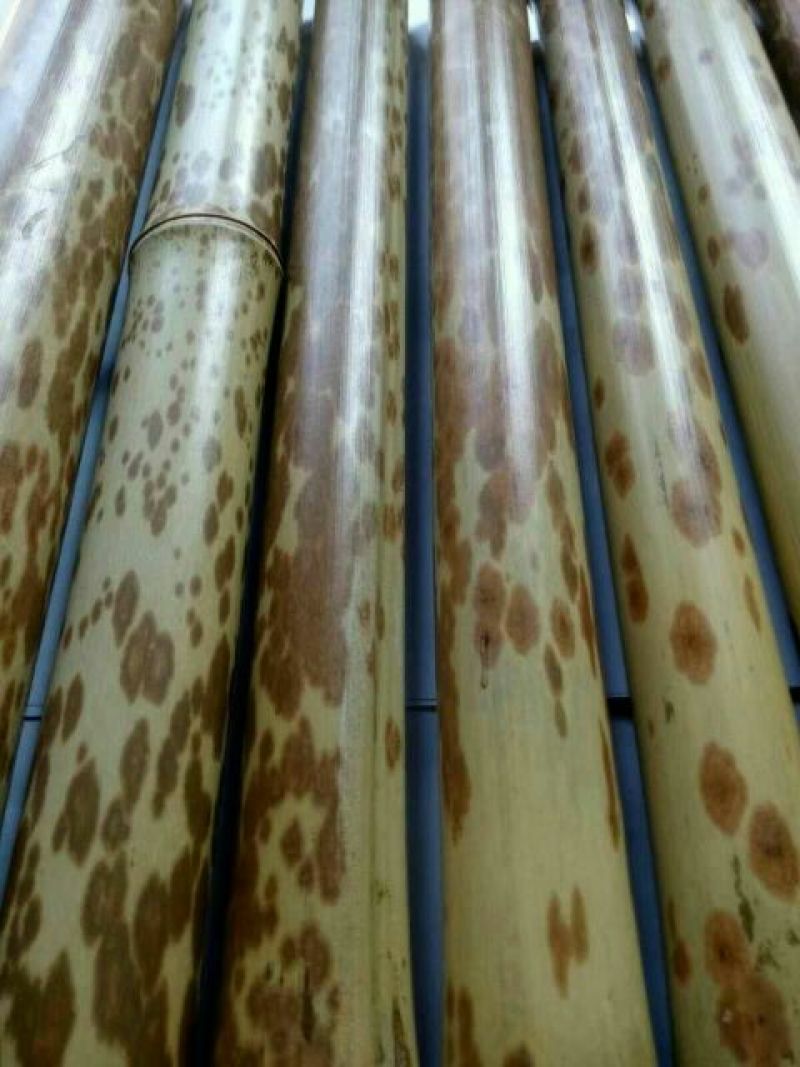 斑竹2~3m