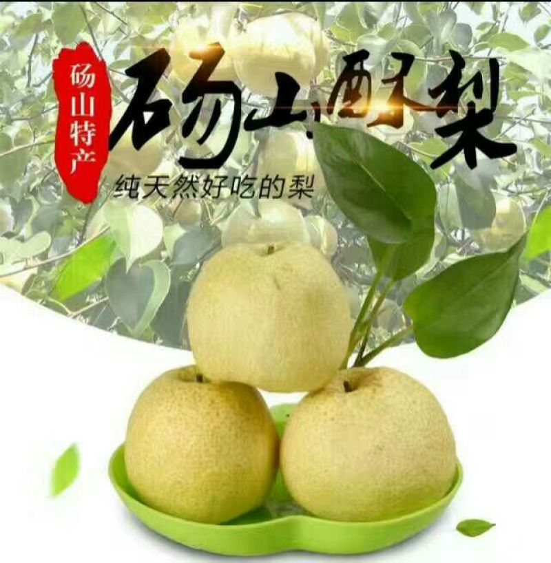 砀山梨250~300g光果