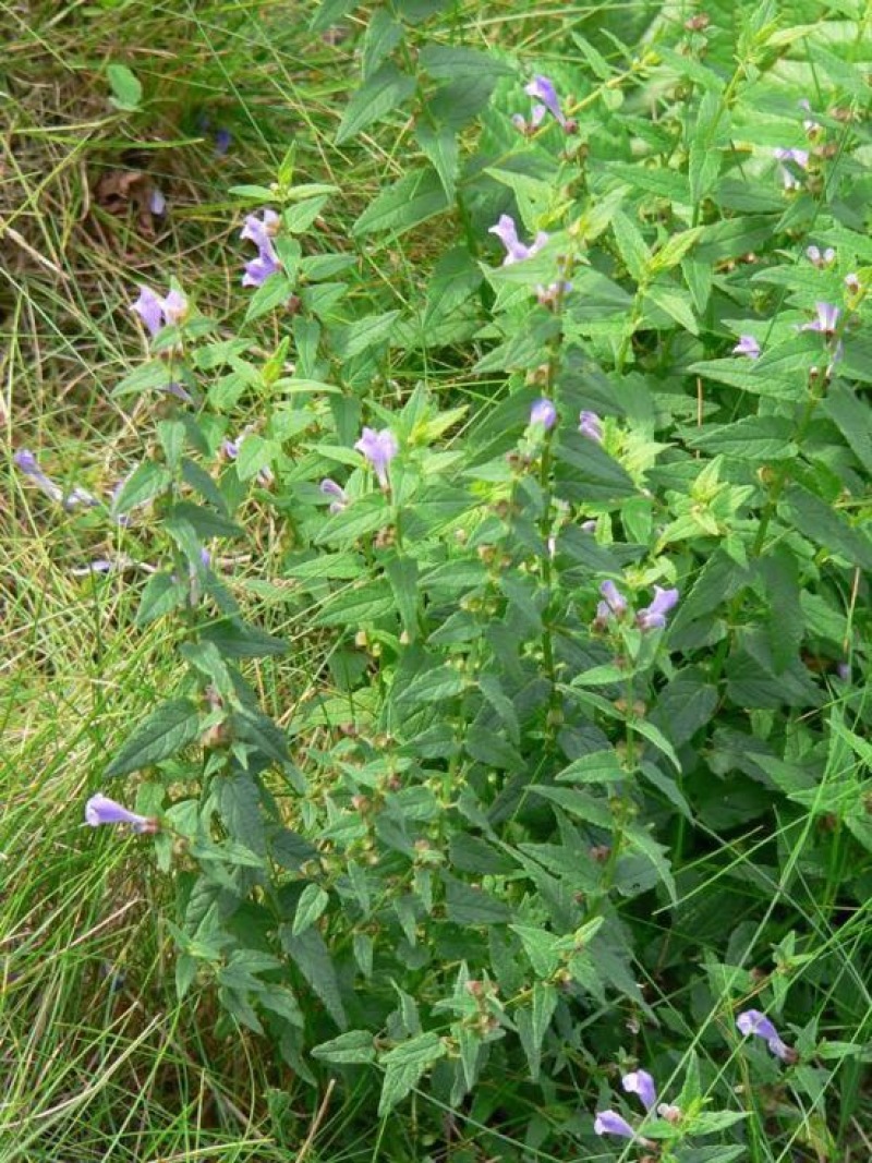 干黄芩