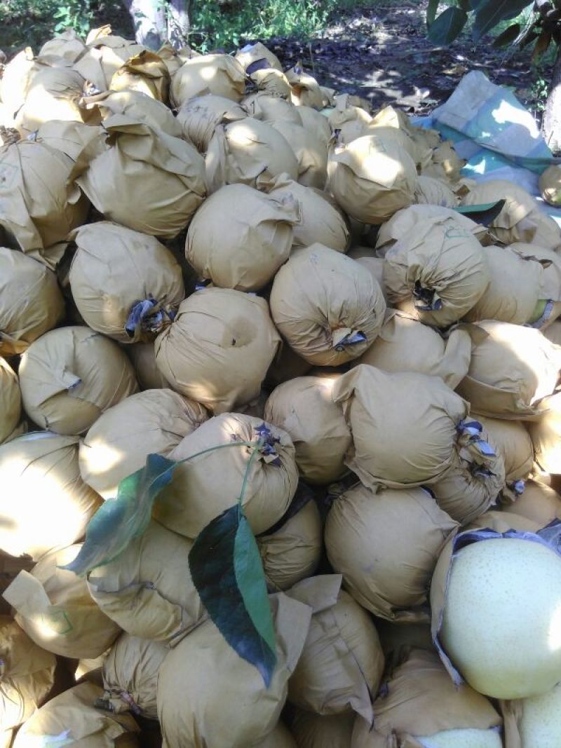 黄金梨350~400g纸袋