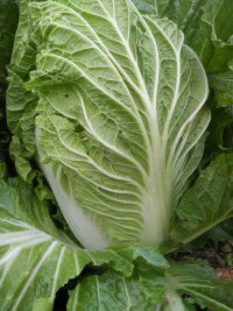 大白菜