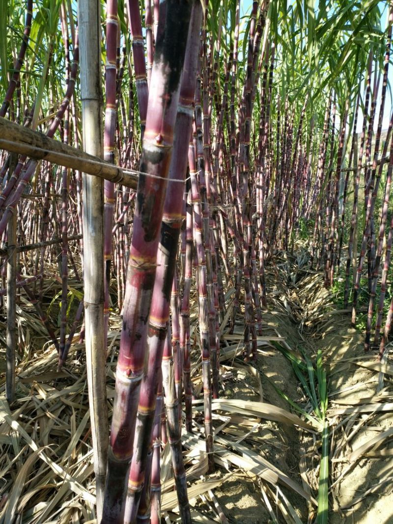 四川攀枝花红皮甘蔗大量有货欢迎打扰。。。