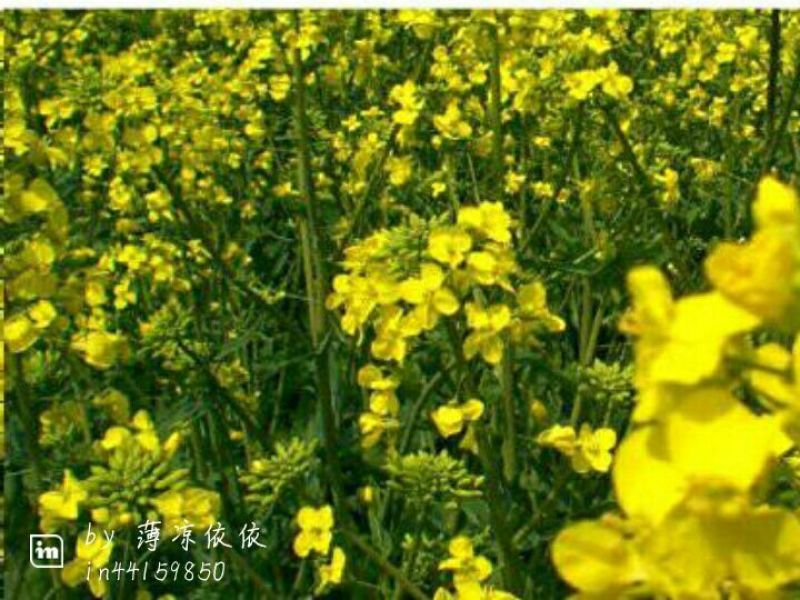菜油一级