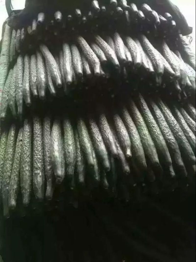 刺黄瓜