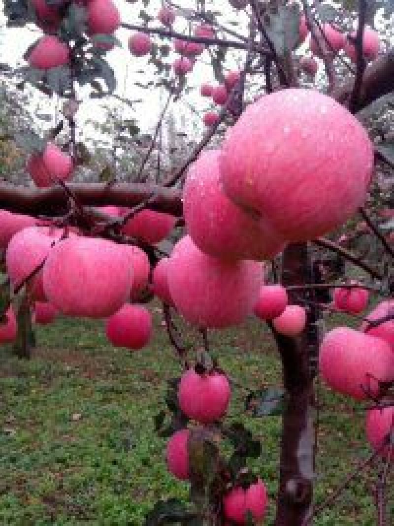 红富士苹果70mm以上纸袋