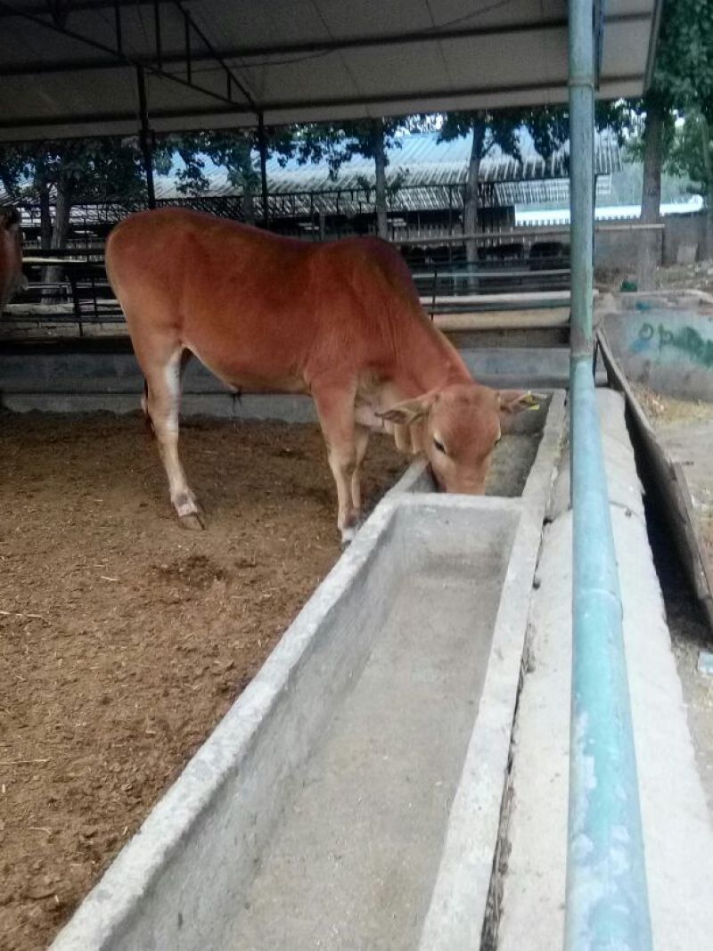 鲁西黄牛100~200kg