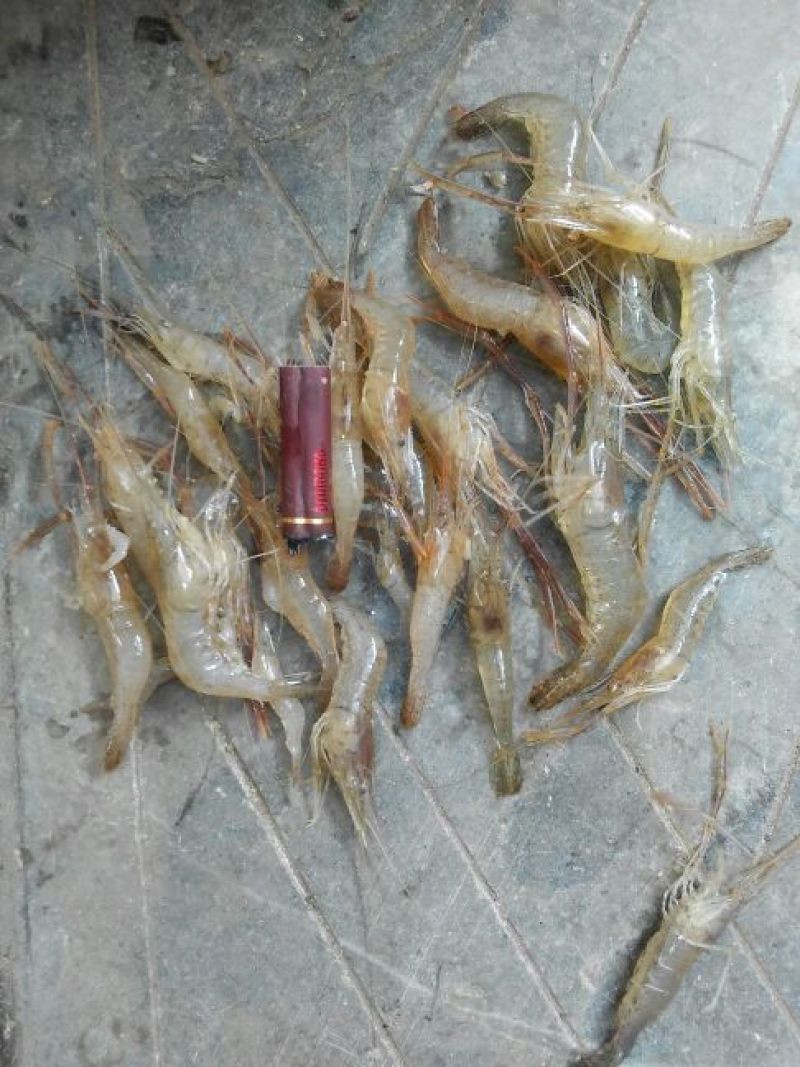 河虾冰鲜虾26~30只/kg