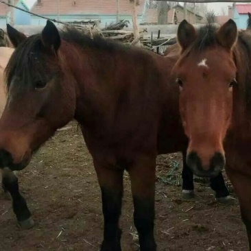 肉马400~500kg