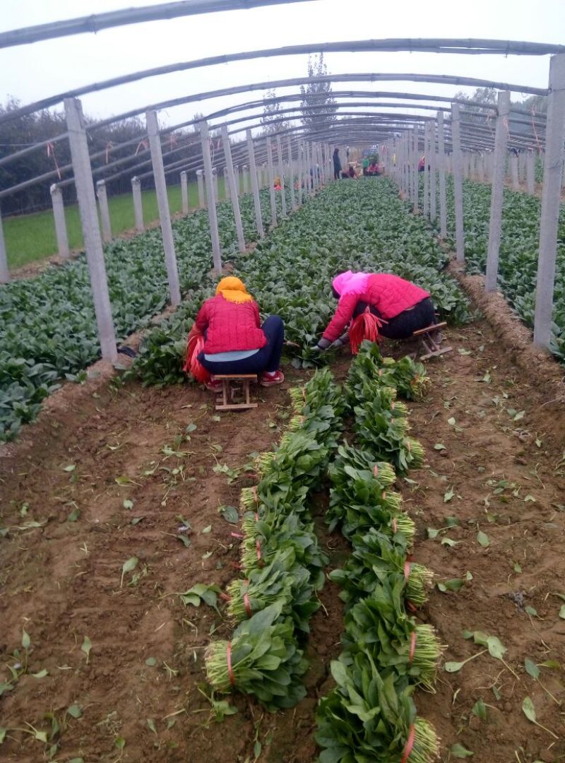 精品大叶菠菜基地直供量大从优，做工精细，全国发货，