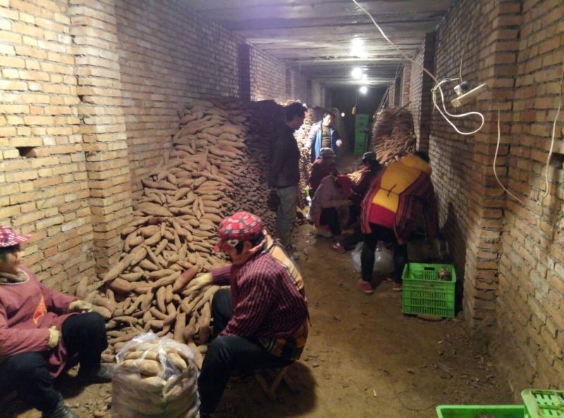 原种脱毒红薯苗地瓜苗白薯番薯板栗薯苗红芋苗，红薯，板栗薯