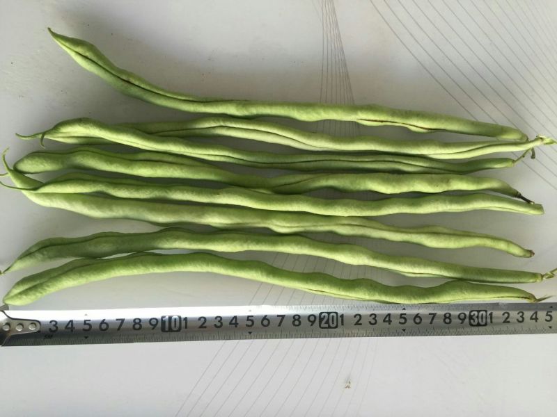 四季豆种子泰国架豆王种子无筋豆豆王种子