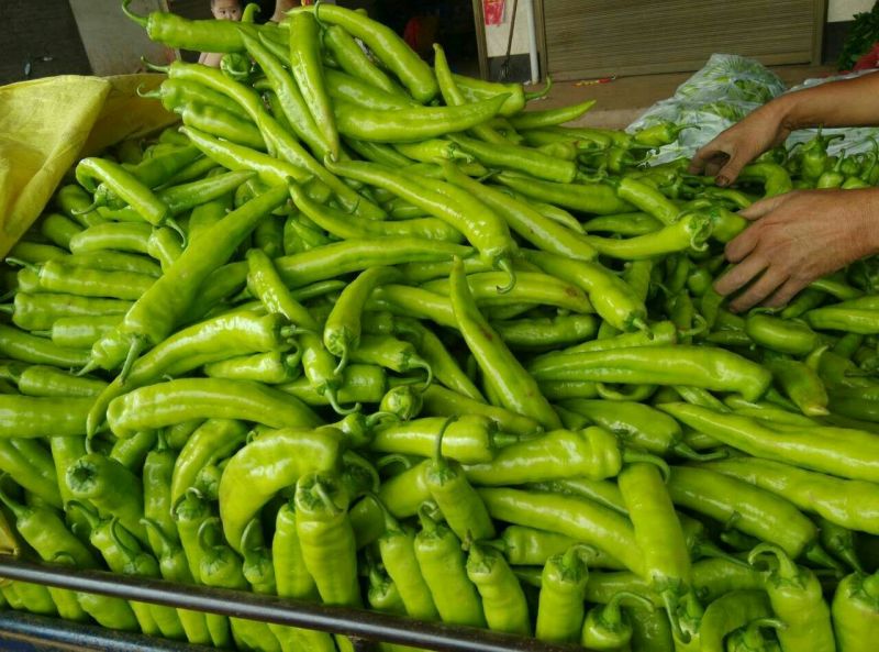 鲜辣椒10~15厘米黄