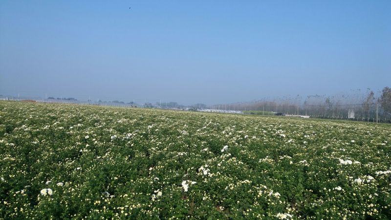白菊花茶胎菊