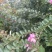 红花紫薇2~4cm1.5~2米1~2米