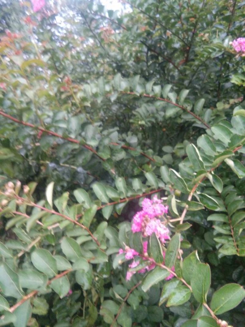 红花紫薇2~4cm1.5~2米1~2米